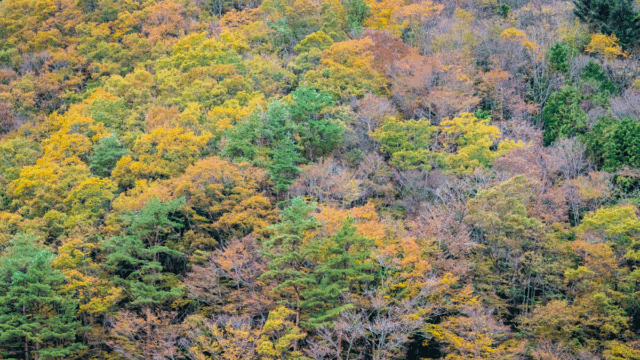 climate BVOC emissions